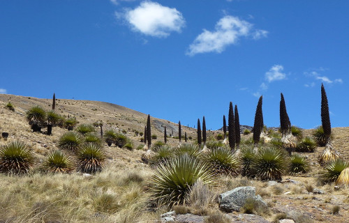 Queen of the Andes, Puya raimondii