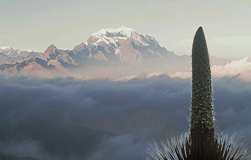5 Amazing Andean Species