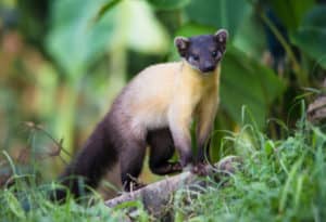 Yellow Throated Marten, Martes flavigula