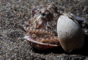 Coconut Octopus, Amphioctopus marginatus