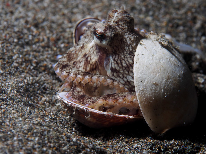 Coconut Octopus, Amphioctopus marginatus