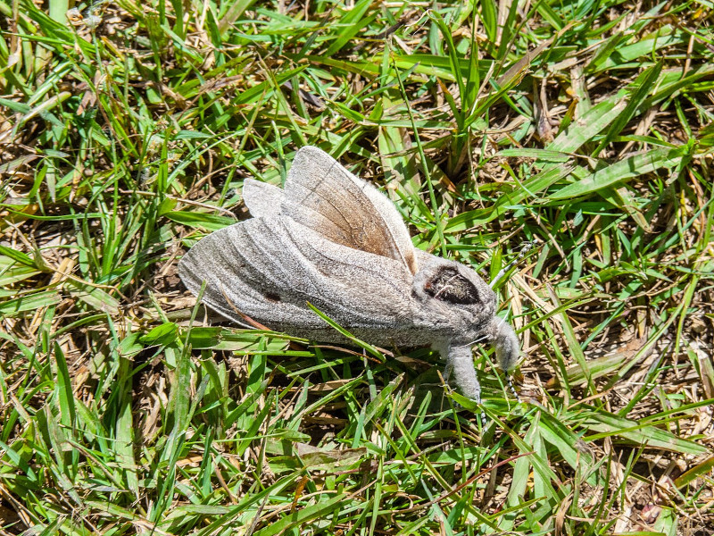 Giant Wood Moth, Endoxyla cinerea