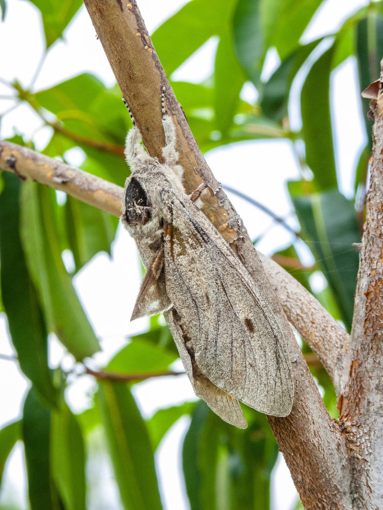 Giant Wood Moth, Endoxyla cinerea