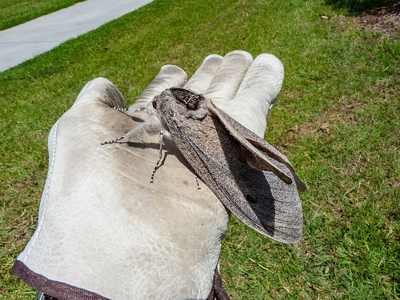 Giant Wood Moth, Endoxyla cinerea