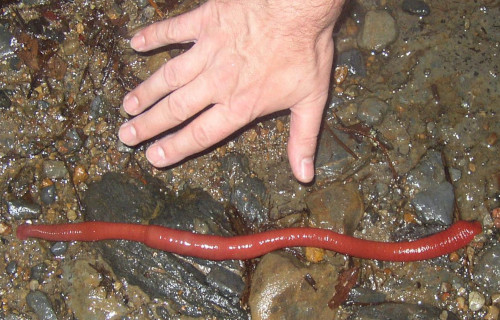 Kinabalu Giant Red Leech, Mimobdella buettikoferi