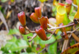 Nepenthes pervillei