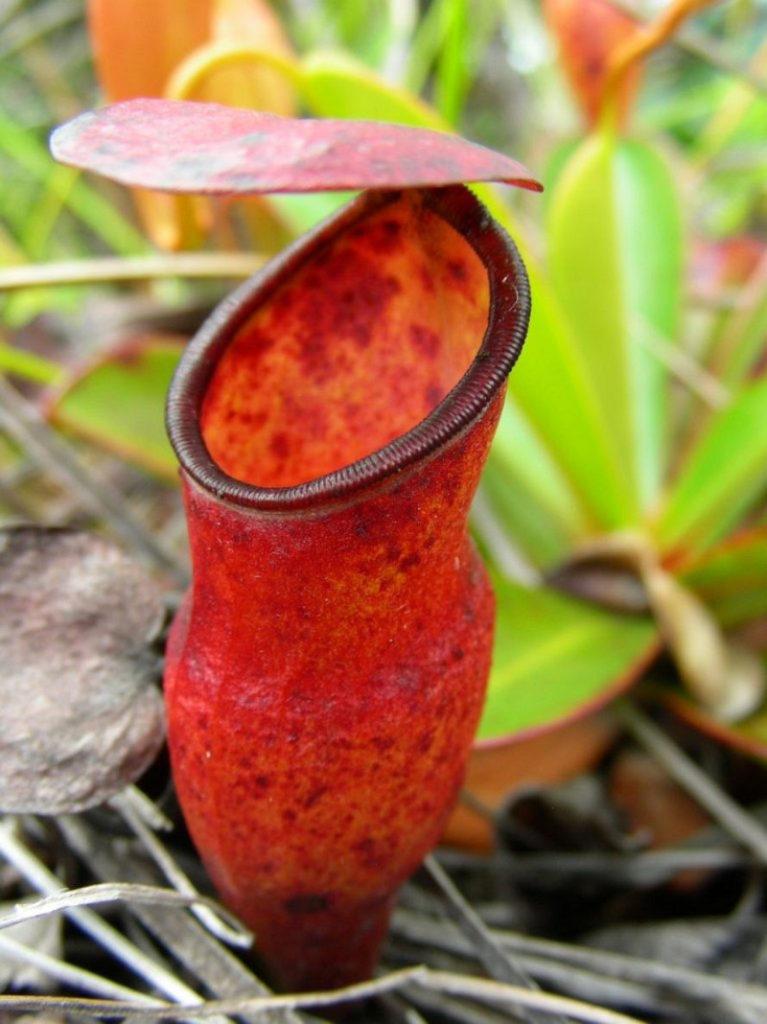 Nepenthes pervillei