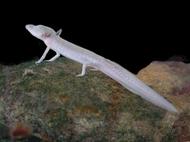 Texas Blind Salamander, Eurycea rathbuni
