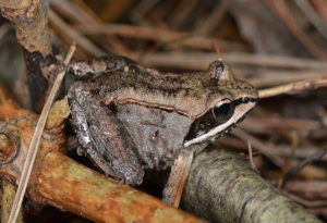 Wood Frog, Lithobates sylvaticus