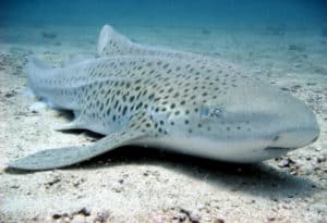 Zebra Shark, Stegostoma fasciatum