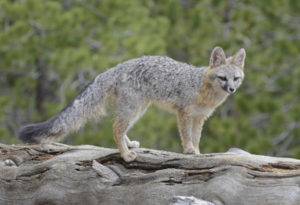 Gray Fox, Urocyon cinereoargenteus