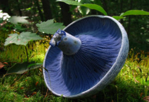 Indigo Milk Cap, Lactarius indigo