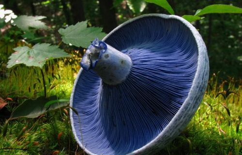 5 Fantastic Fungi of Europe