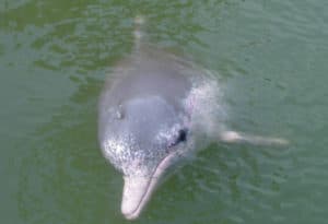 Indo-Pacific humpback dolphin, Sousa chinensis chinensis