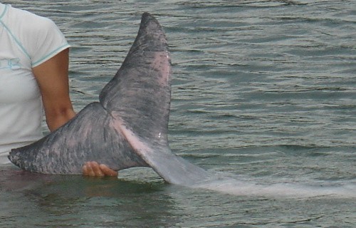 Indo-Pacific humpback dolphin, Sousa chinensis chinensis
