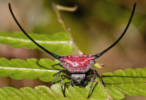 Long-Horned Orb Weaver, Macracantha arcuata