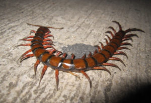 Amazonian Giant Centipede, Scolopendra gigantea