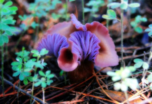 Amethyst Deceiver, Laccaria amethystina