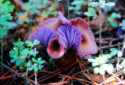 Amethyst Deceiver, Laccaria amethystina