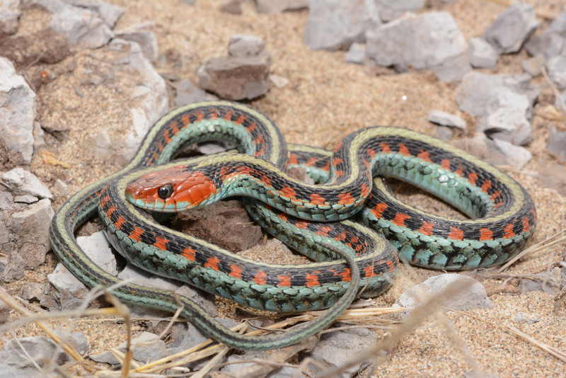 California red-sided garter snake, Thamnophis sirtalis infernalis