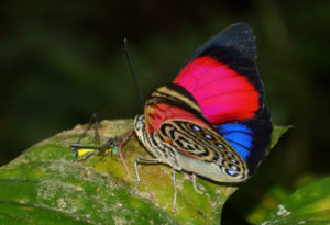 Claudina Butterfly, Agrias claudina