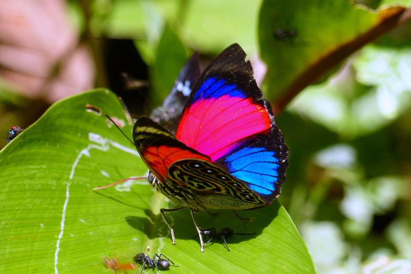 Claudina Butterfly, Agrias claudina