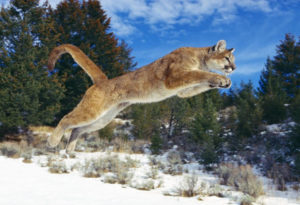 Cougar, Mountain Lion, Puma concolor