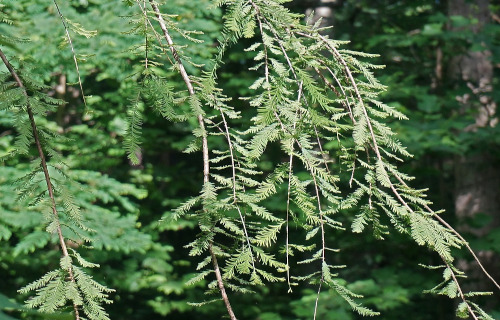 Dawn Redwood, Metasequoia Glyptostroboides