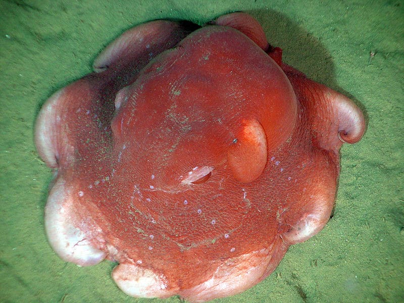 Flapjack Octopus, Opisthoteuthis californiana