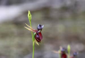 Flying Duck Orchid, Caleana major