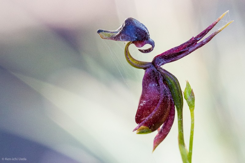 Flying Duck Orchid, Caleana major