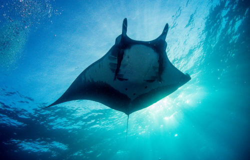 5 Riveting Atlantic Ocean Rays
