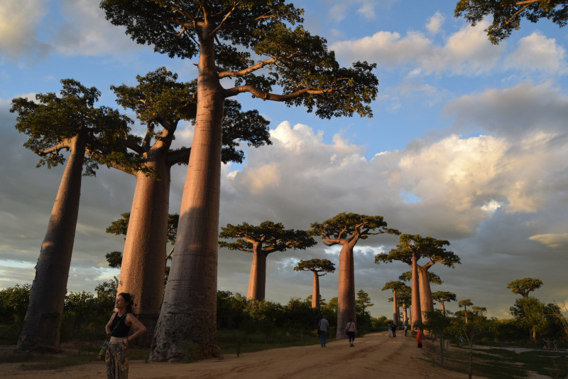 Grandidier's Baobab, Adansonia digitata