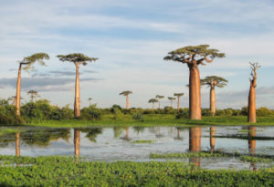 Grandidier's Baobab, Adansonia digitata