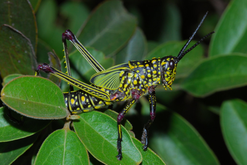Green Milkweed Grasshopper, Phymateus viridipes