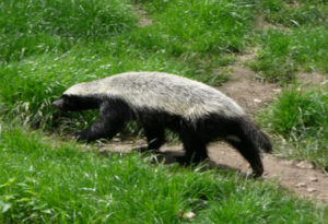 Honey Badger, Mellivora capensis