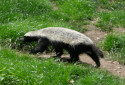 Honey Badger, Mellivora capensis