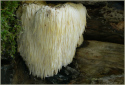 Icicle Mushroom, Hericium