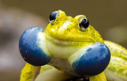 Earth's Countless Amazing Amphibians