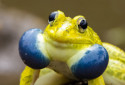 Indian Bullfrog, Hoplobatrachus tigerinus