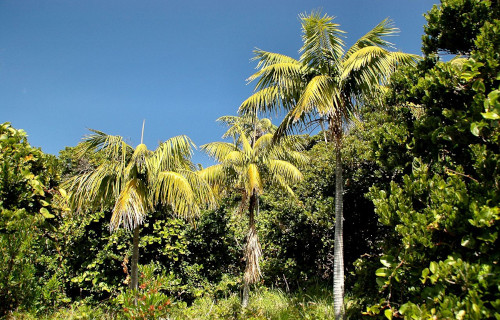 5 Tantalizing Island Trees