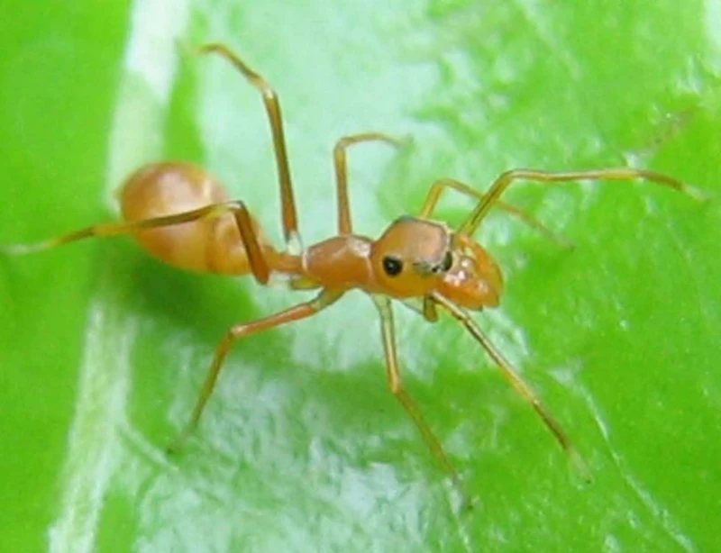 Kerengga ant-like jumper, Myrmarachne plataleoides