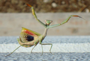 Mediterranean Mantis, Iris oratoria