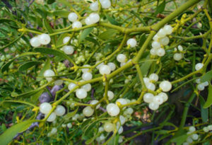 Mistletoe, Viscum album