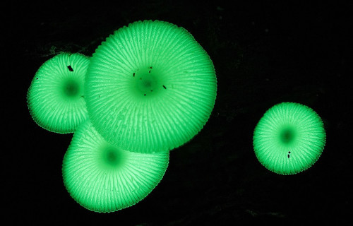 4 Fantastically Fascinating Fungi