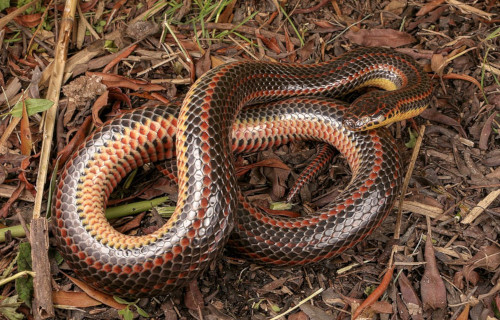 Red and the Peanut: The beauty of a Garter Snake's scales