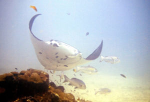 Reef Manta Ray, Manta alfredi