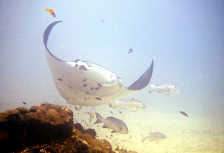 Reef Manta Ray l Magnificent Marine Marvel - Our Breathing Planet