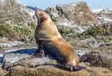 Steller Sea Lion, Eumetopias jubatus