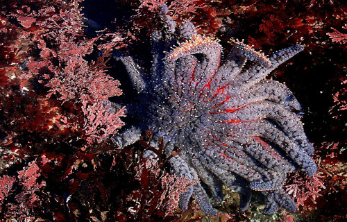 7 Bizarre Ocean Invertebrates